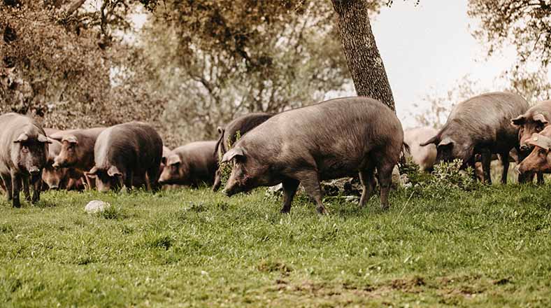 Jamon Appetit Dehesa Extremadura